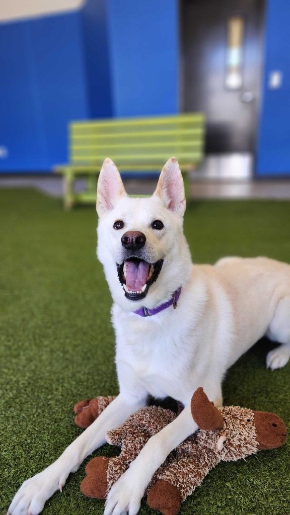 Nugget, an adoptable Mixed Breed in Minot, ND, 58702 | Photo Image 1