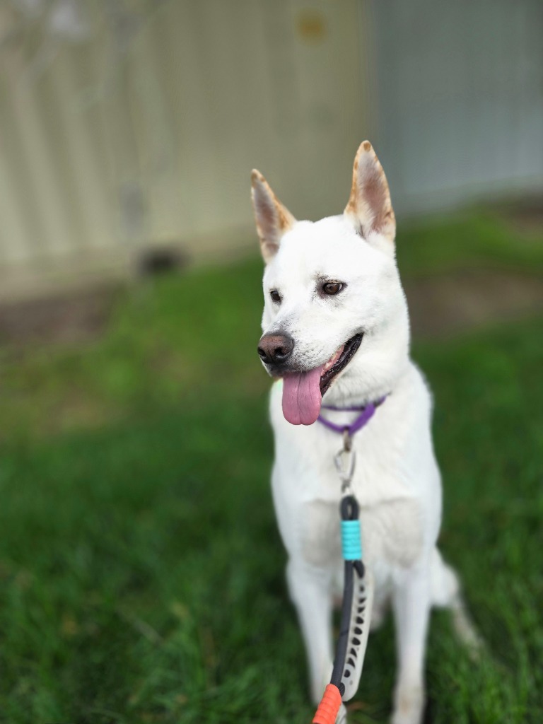 Nugget, an adoptable Mixed Breed in Minot, ND, 58702 | Photo Image 1