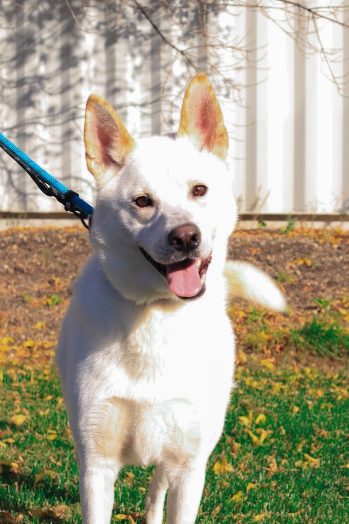 Nugget, an adoptable Mixed Breed in Minot, ND, 58702 | Photo Image 1