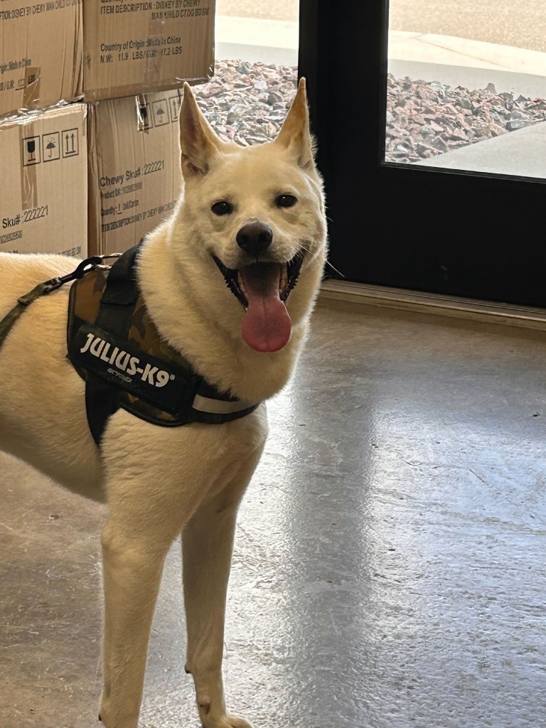 Nugget, an adoptable Mixed Breed in Minot, ND, 58702 | Photo Image 2