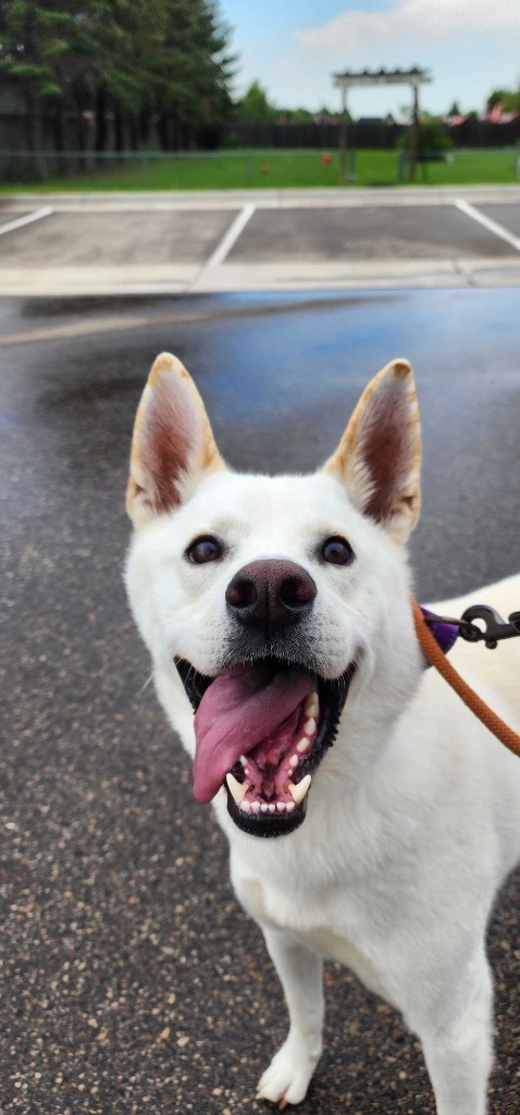 Nugget, an adoptable Mixed Breed in Minot, ND, 58702 | Photo Image 3