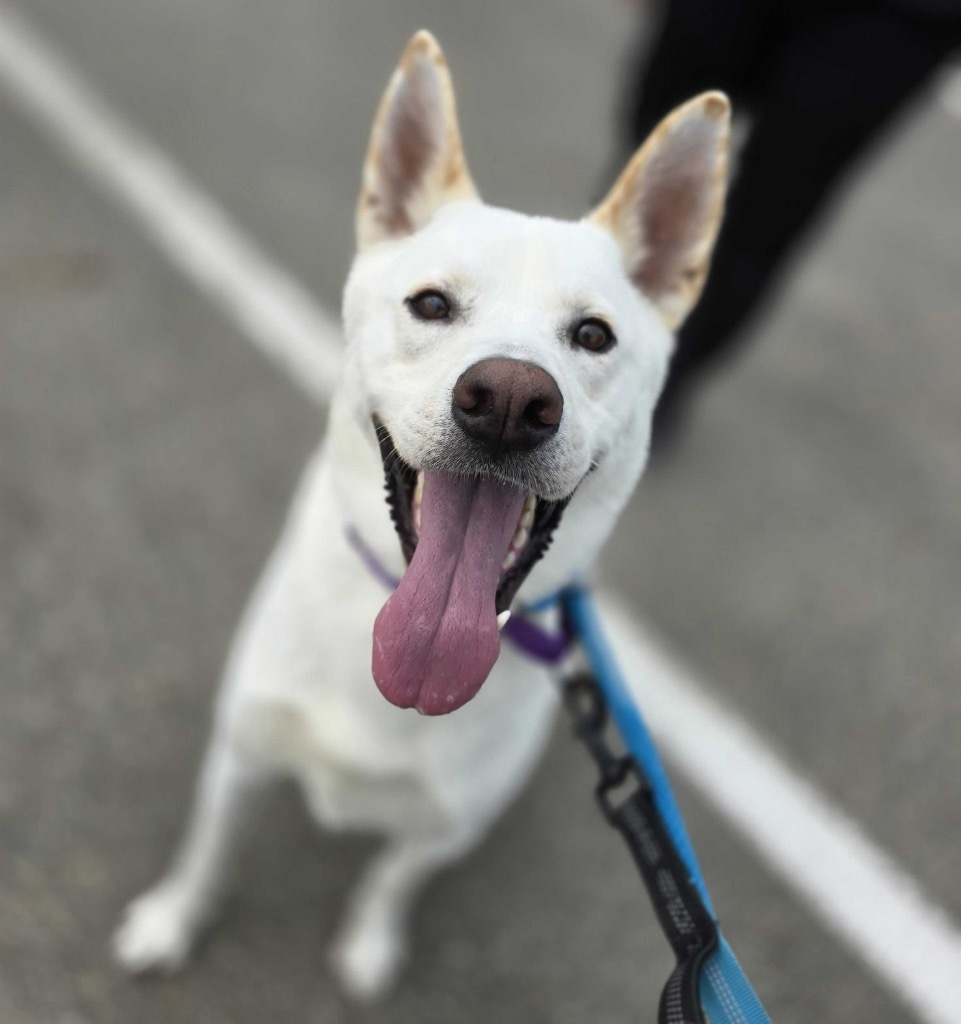 Nugget, an adoptable Mixed Breed in Minot, ND, 58702 | Photo Image 4