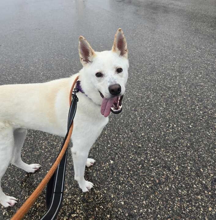 Nugget, an adoptable Mixed Breed in Minot, ND, 58702 | Photo Image 5