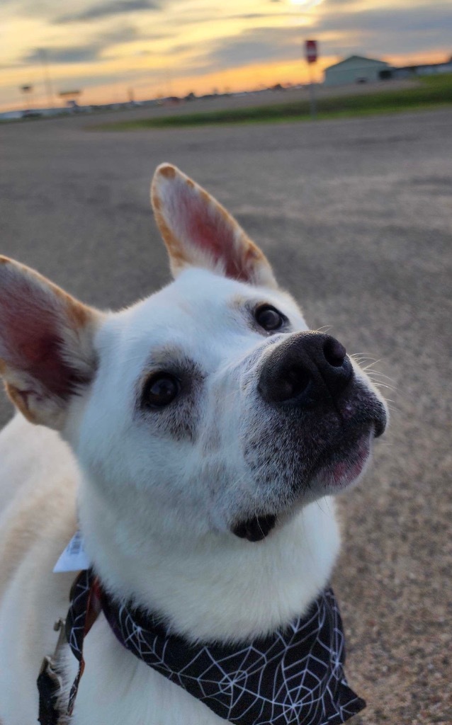 Nugget, an adoptable Mixed Breed in Minot, ND, 58702 | Photo Image 6