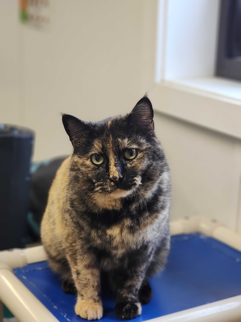 Aphrodite, an adoptable Domestic Short Hair in Minot, ND, 58702 | Photo Image 1