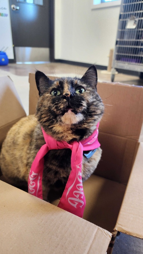 Aphrodite, an adoptable Domestic Short Hair in Minot, ND, 58702 | Photo Image 1