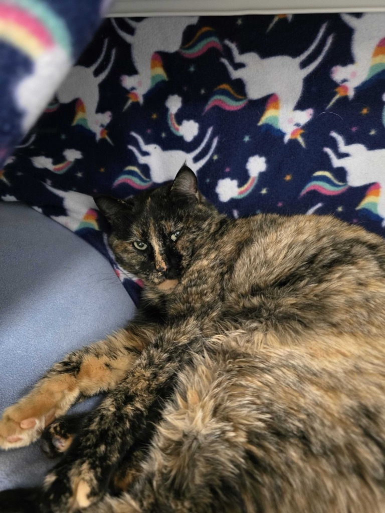 Aphrodite, an adoptable Domestic Short Hair in Minot, ND, 58702 | Photo Image 2