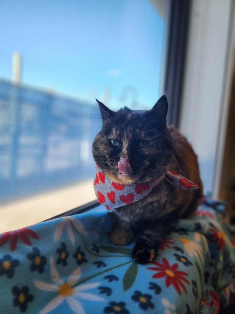 Aphrodite, an adoptable Domestic Short Hair in Minot, ND, 58702 | Photo Image 3