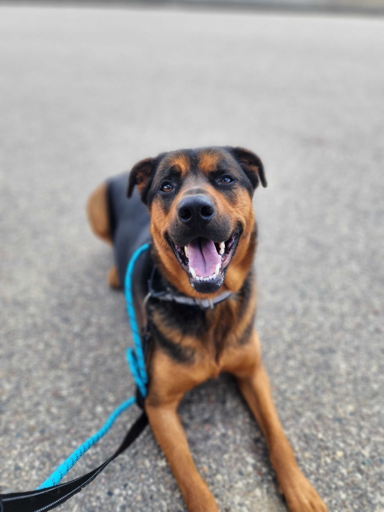 Jet, an adoptable Mixed Breed in Minot, ND, 58702 | Photo Image 1