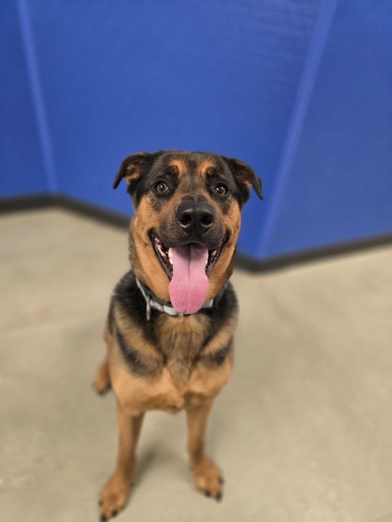 Jet, an adoptable Mixed Breed in Minot, ND, 58702 | Photo Image 2
