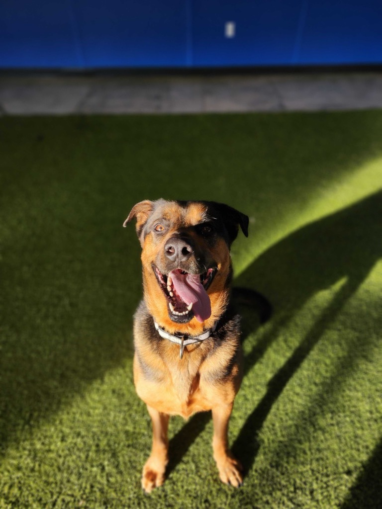 Jet, an adoptable Mixed Breed in Minot, ND, 58702 | Photo Image 3