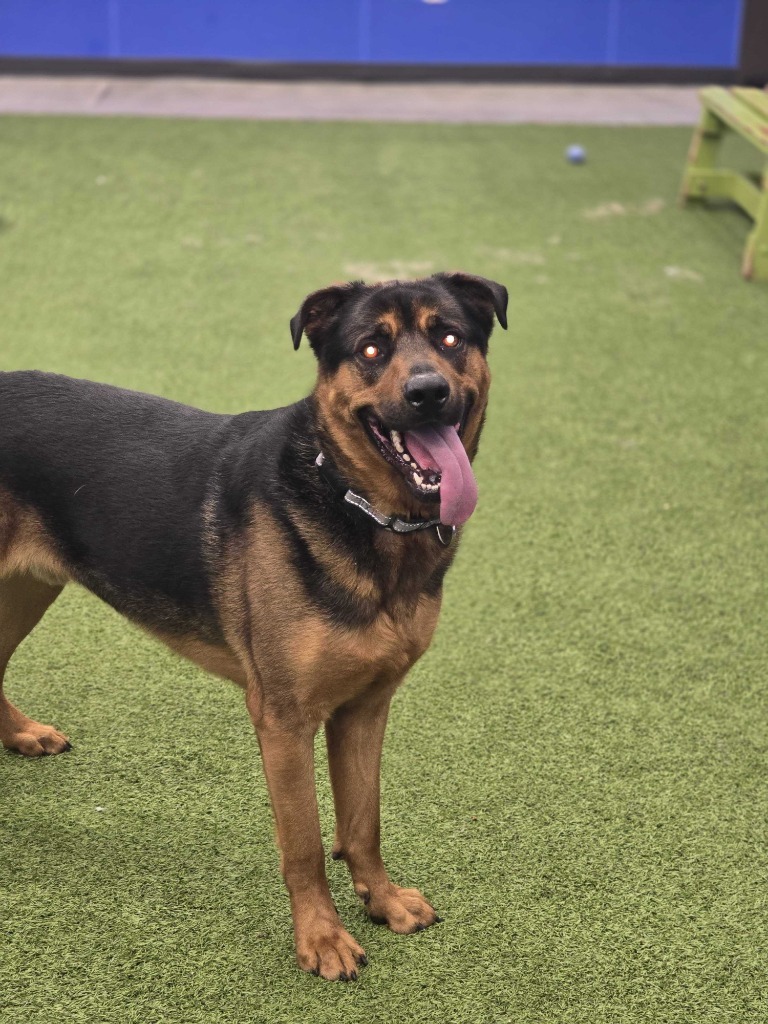 Jet, an adoptable Mixed Breed in Minot, ND, 58702 | Photo Image 4