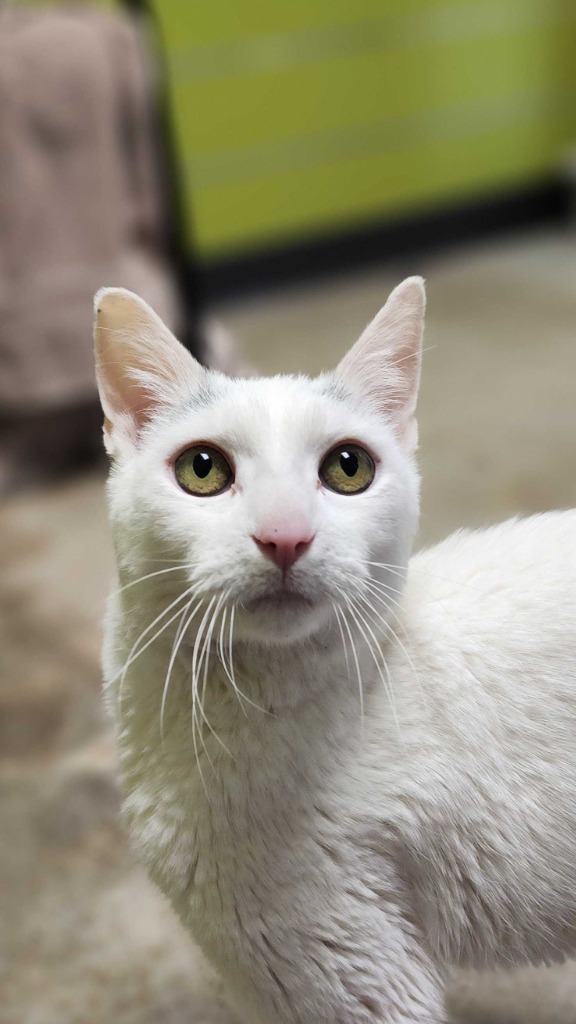 Bob, an adoptable Domestic Short Hair in Minot, ND, 58702 | Photo Image 1