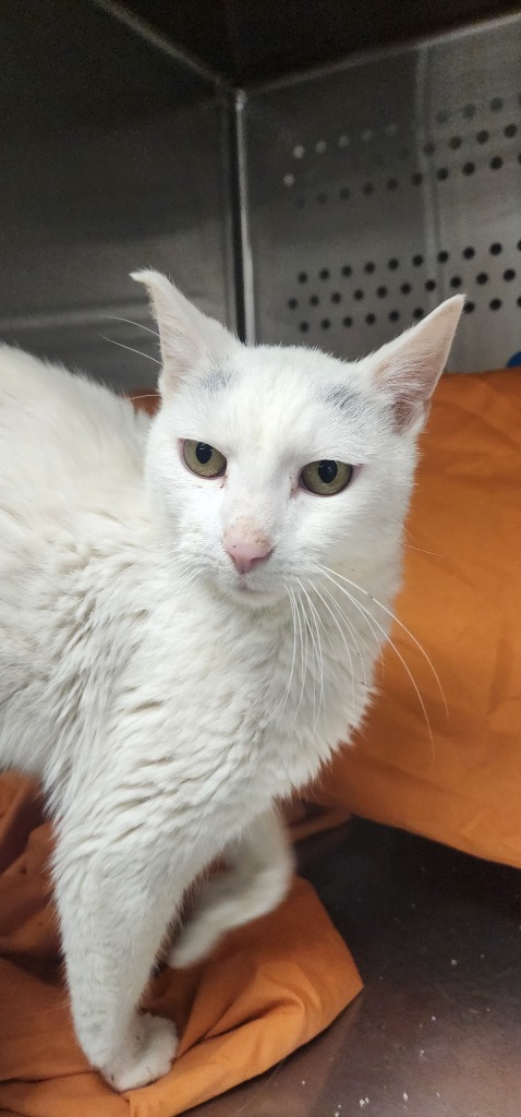 Bob, an adoptable Domestic Short Hair in Minot, ND, 58702 | Photo Image 2