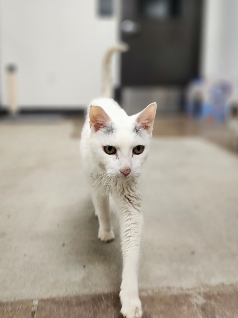 Bob, an adoptable Domestic Short Hair in Minot, ND, 58702 | Photo Image 3