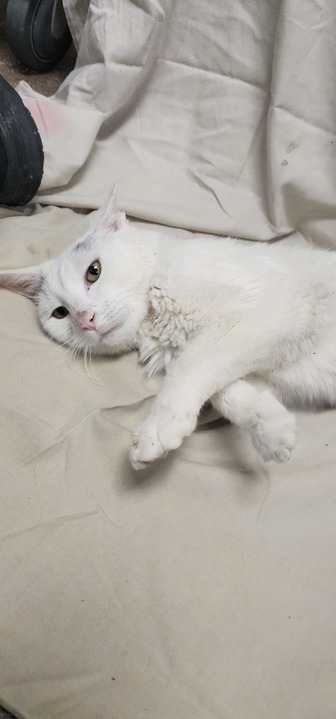 Bob, an adoptable Domestic Short Hair in Minot, ND, 58702 | Photo Image 4