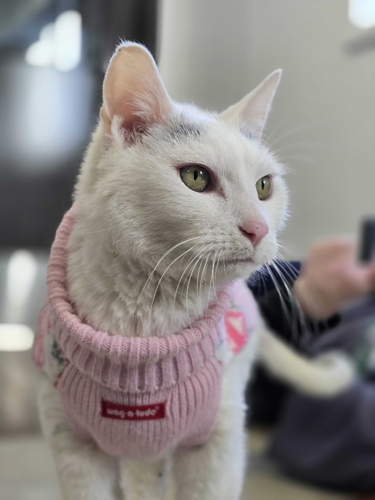 Bob, an adoptable Domestic Short Hair in Minot, ND, 58702 | Photo Image 5