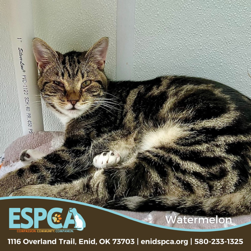 Watermelon, an adoptable Domestic Short Hair in Enid, OK, 73703 | Photo Image 1