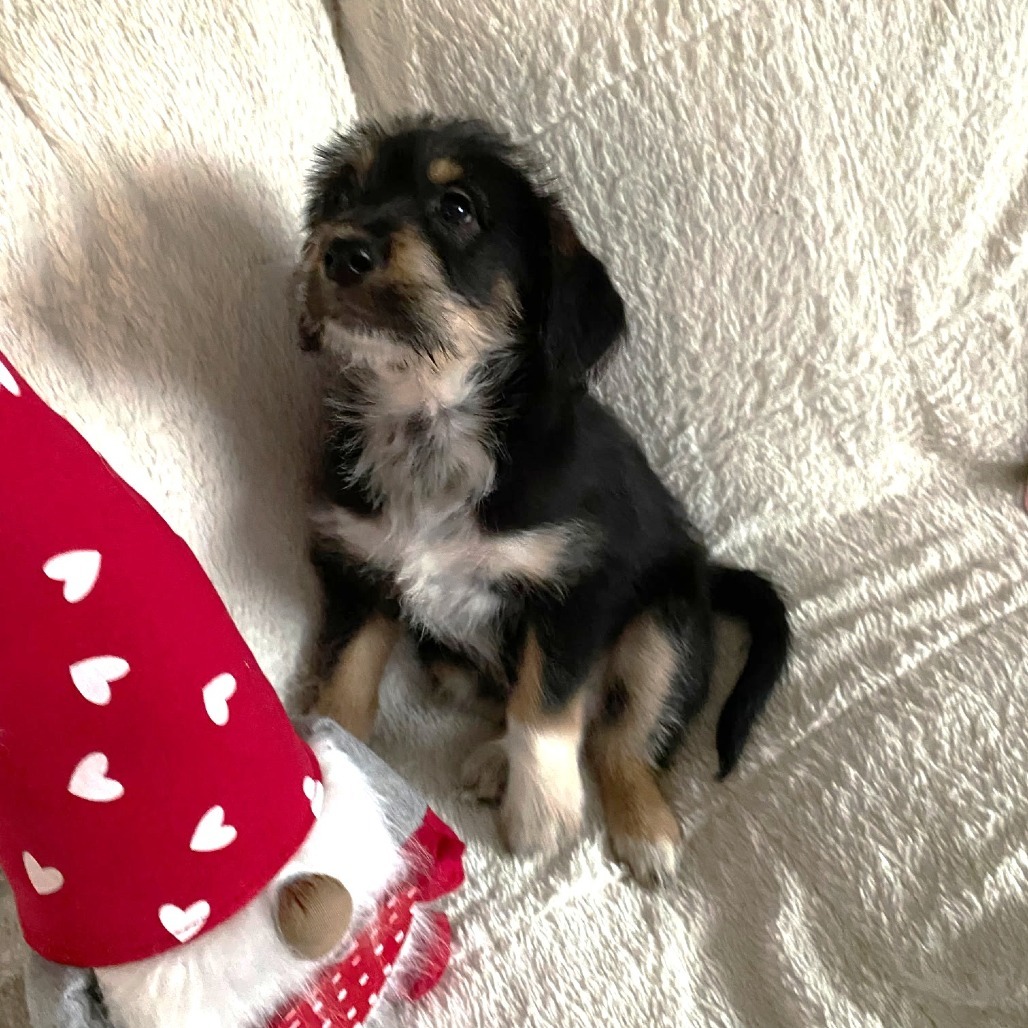 Daisy Mae