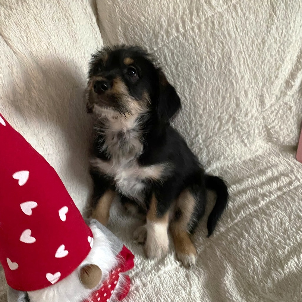 Daisy Mae