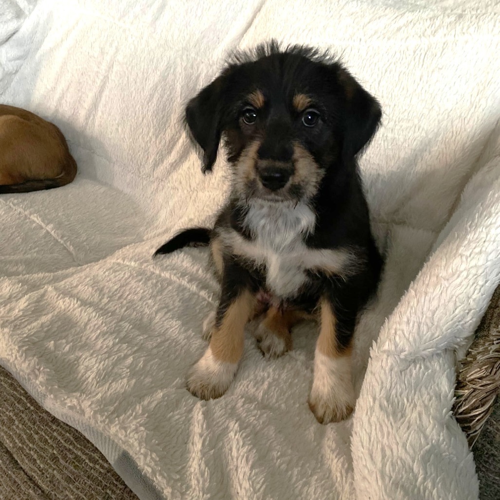 Daisy Mae