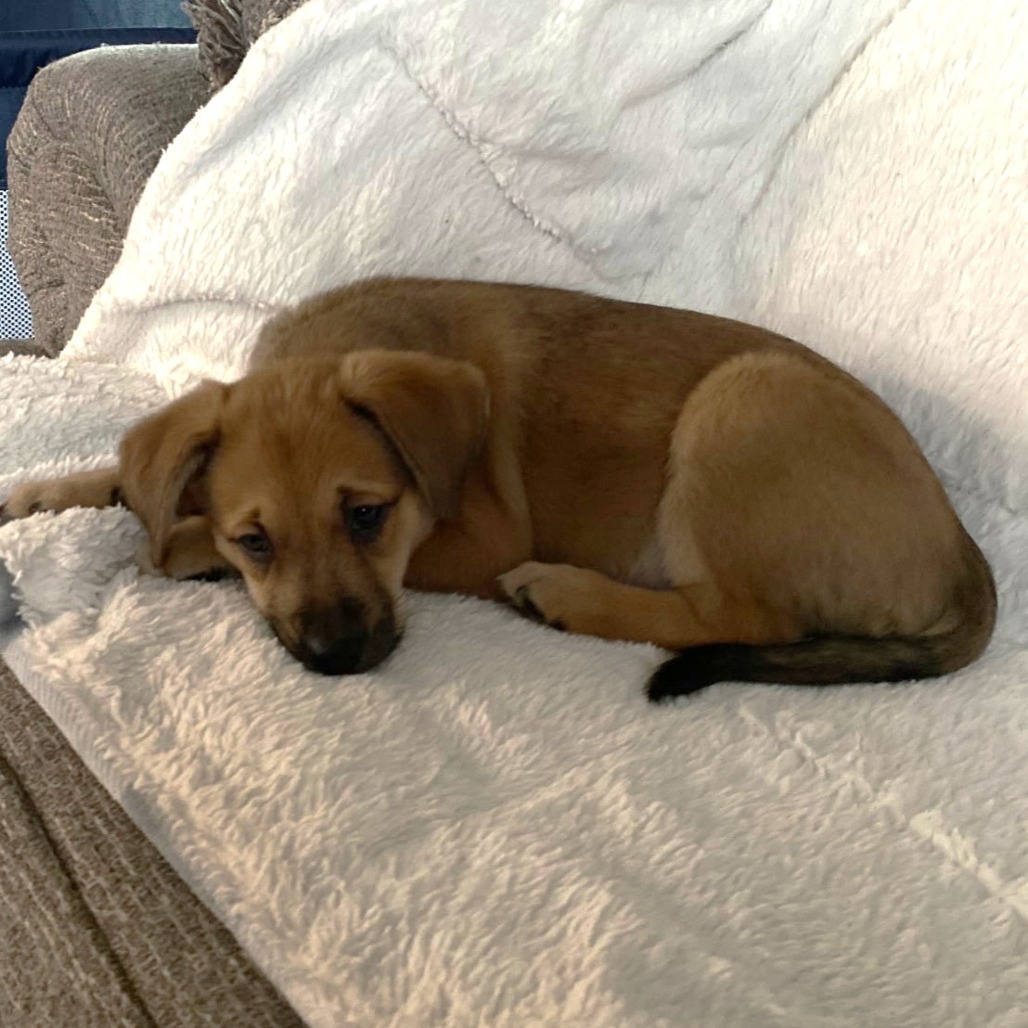 Daphne