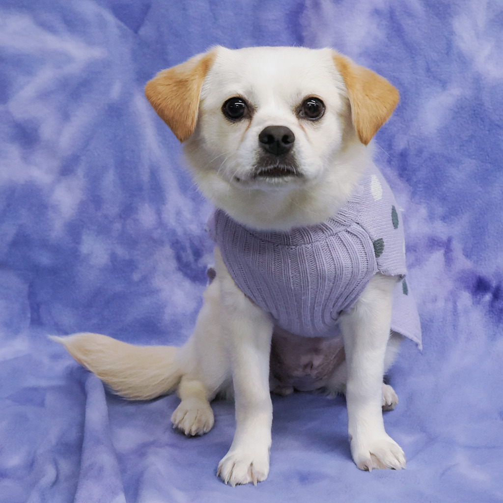 BUTTON, an adoptable Pekingese, Spaniel in Point Richmond, CA, 94801 | Photo Image 1