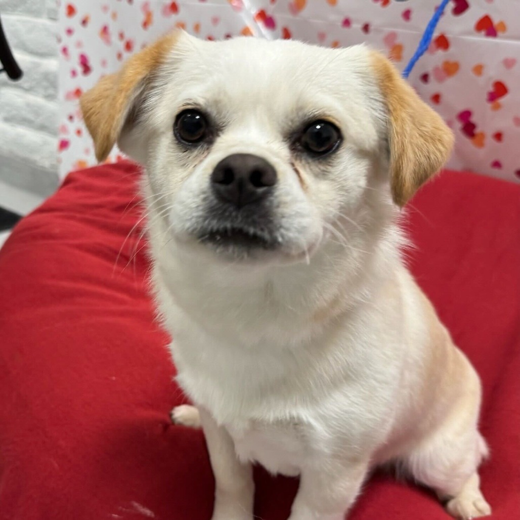 BUTTON, an adoptable Pekingese, Spaniel in Point Richmond, CA, 94801 | Photo Image 2