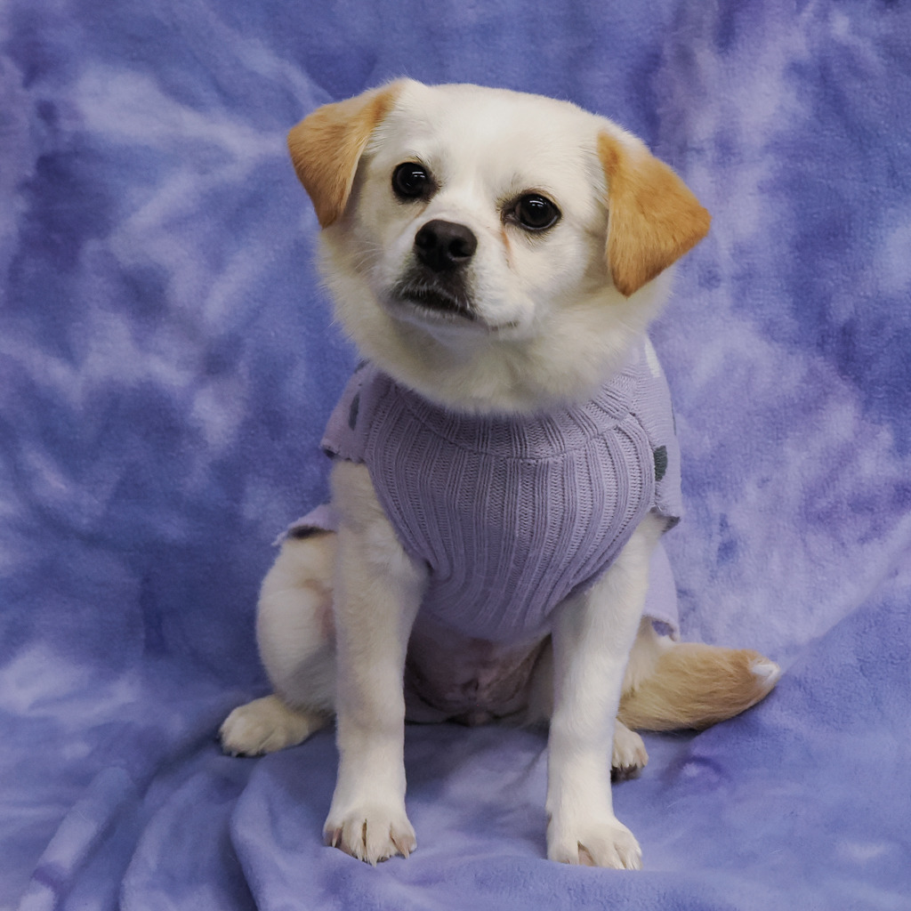 BUTTON, an adoptable Pekingese, Spaniel in Point Richmond, CA, 94801 | Photo Image 3