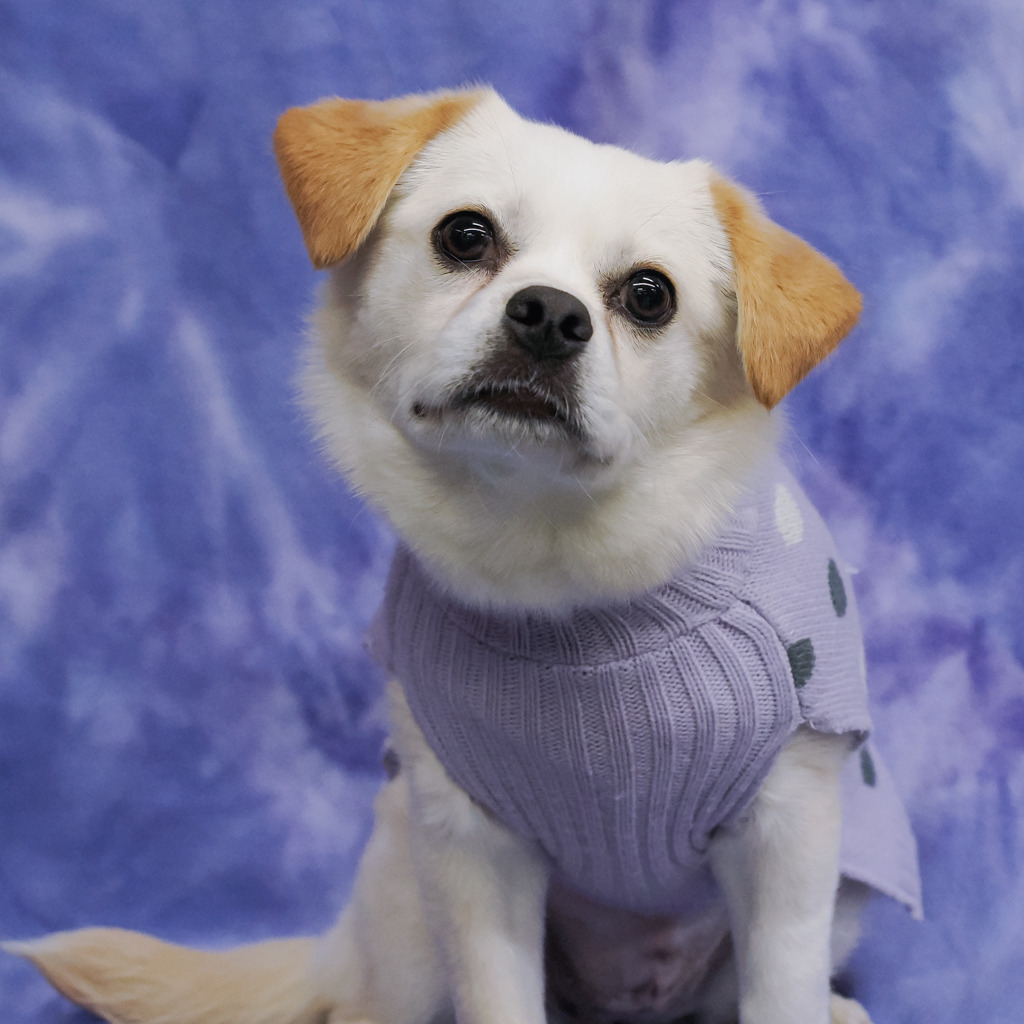 BUTTON, an adoptable Pekingese, Spaniel in Point Richmond, CA, 94801 | Photo Image 4