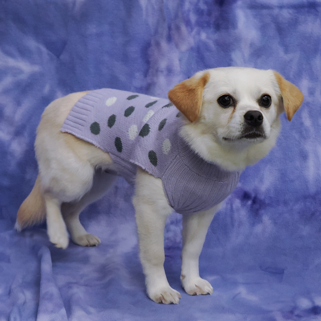 BUTTON, an adoptable Pekingese, Spaniel in Point Richmond, CA, 94801 | Photo Image 5