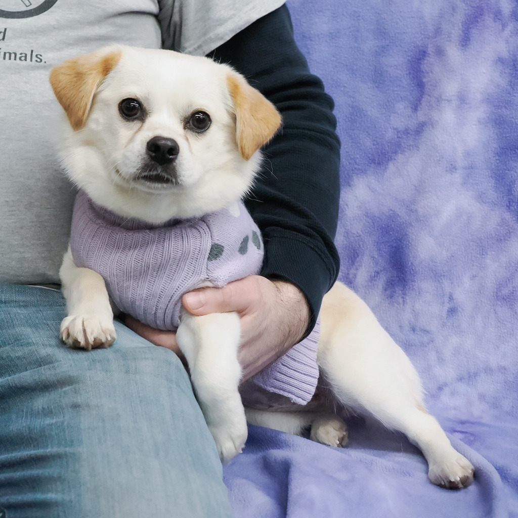 BUTTON, an adoptable Pekingese, Spaniel in Point Richmond, CA, 94801 | Photo Image 6