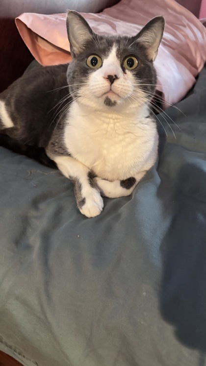 Rosie 1
