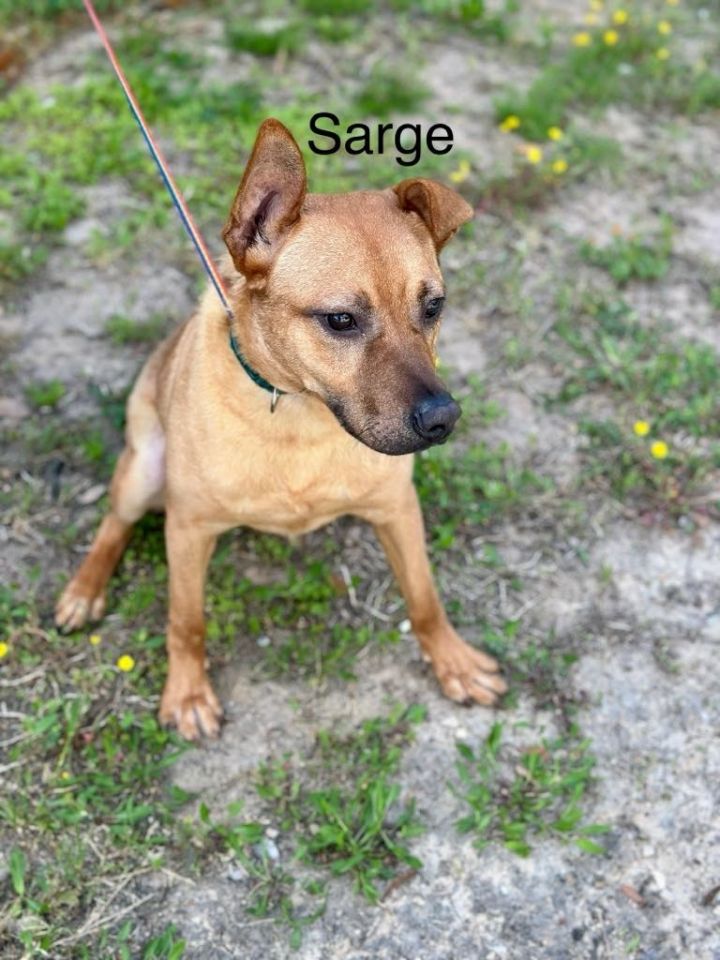 Sarge 1