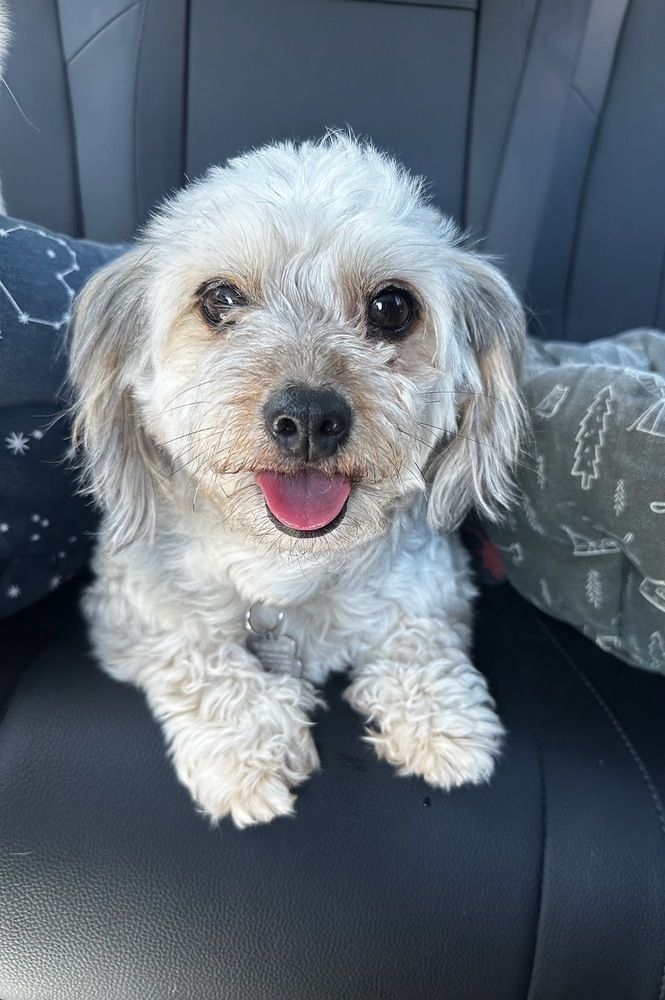 Savannah, an adoptable Shih Tzu, Maltese in los angeles, CA, 90046 | Photo Image 1