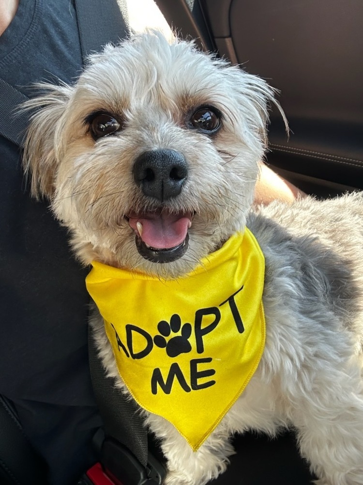 Savannah, an adoptable Shih Tzu, Maltese in los angeles, CA, 90046 | Photo Image 1