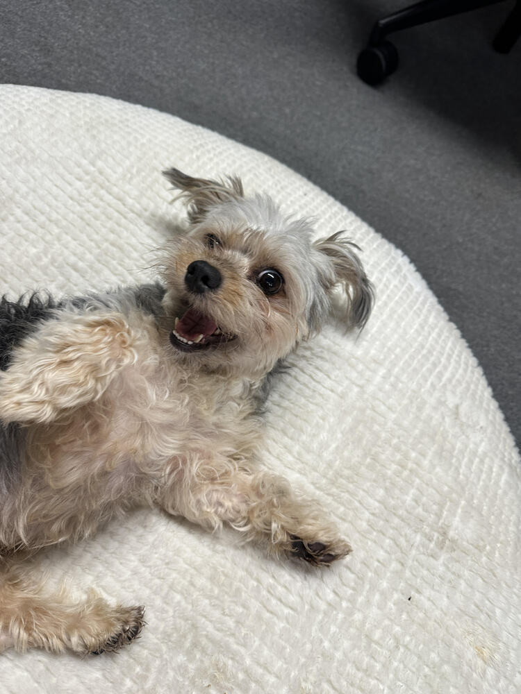Savannah, an adoptable Shih Tzu, Maltese in los angeles, CA, 90046 | Photo Image 2