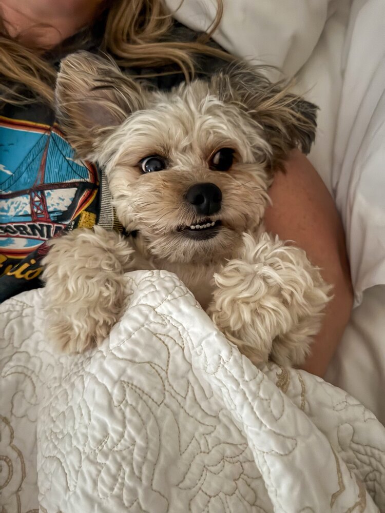 Savannah, an adoptable Shih Tzu, Maltese in los angeles, CA, 90046 | Photo Image 2