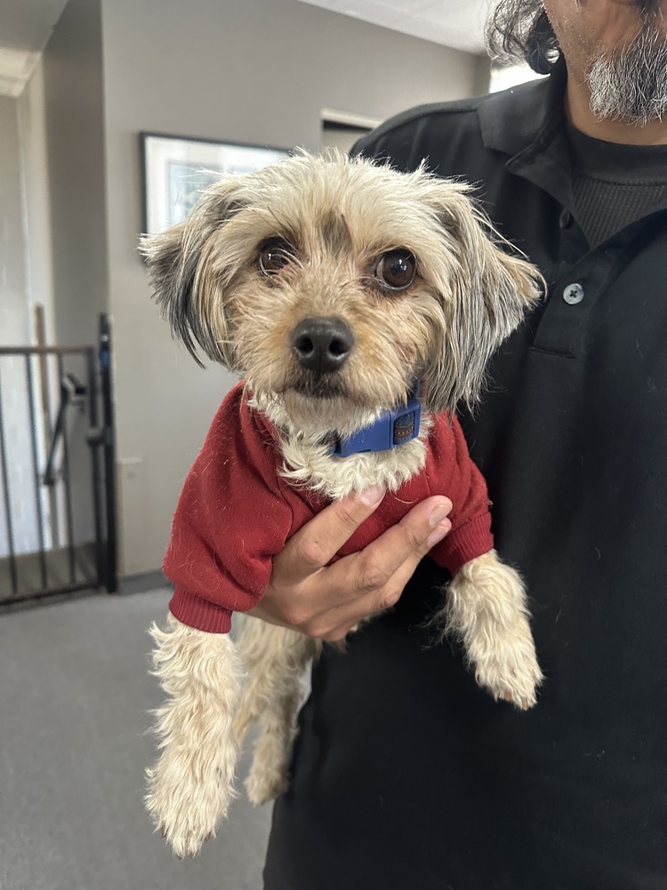 Savannah, an adoptable Shih Tzu, Maltese in los angeles, CA, 90046 | Photo Image 3