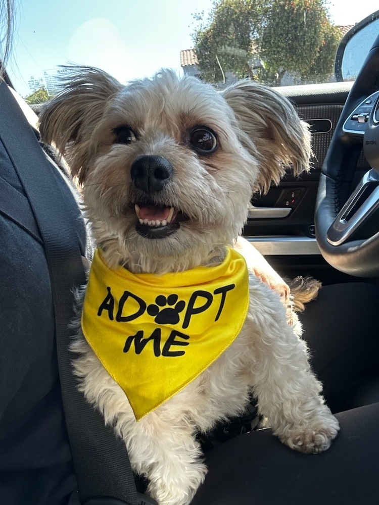 Savannah, an adoptable Shih Tzu, Maltese in los angeles, CA, 90046 | Photo Image 3