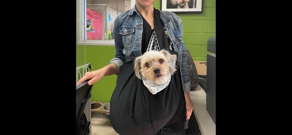Savannah, an adoptable Shih Tzu, Maltese in los angeles, CA, 90046 | Photo Image 5