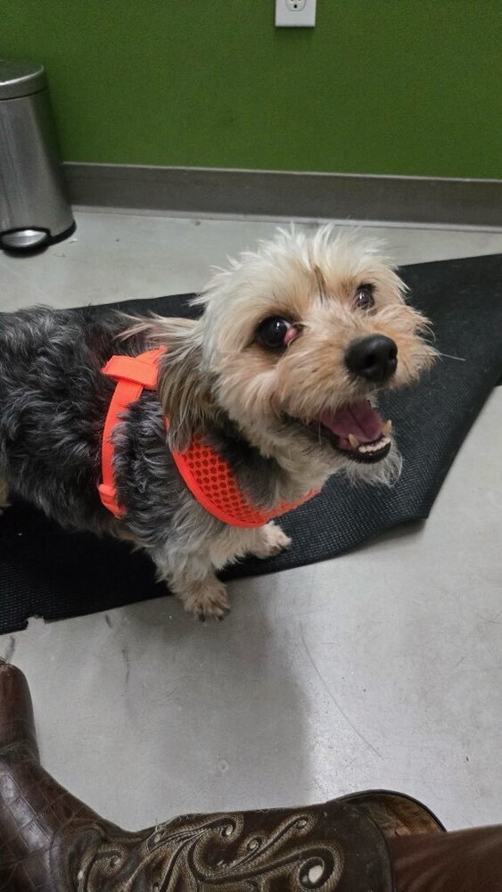 Savannah, an adoptable Shih Tzu, Maltese in los angeles, CA, 90046 | Photo Image 6