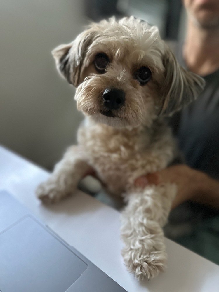 Savannah, an adoptable Shih Tzu, Maltese in los angeles, CA, 90046 | Photo Image 6
