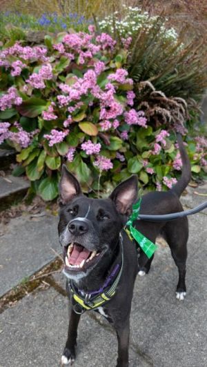 What my friends at Seattle Humane say about me Im a little shy at first but once we are friends