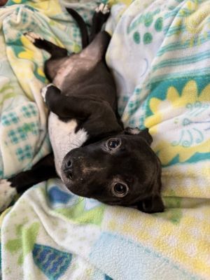 Louie