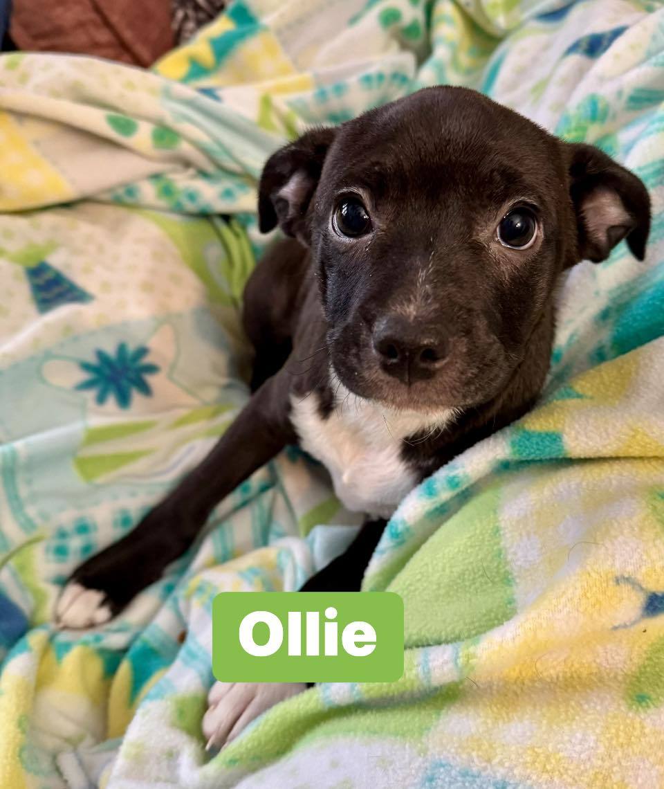 Ollie