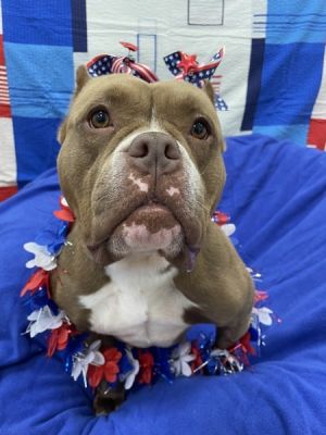 Coffee Bean, Adult Female American Bulldog