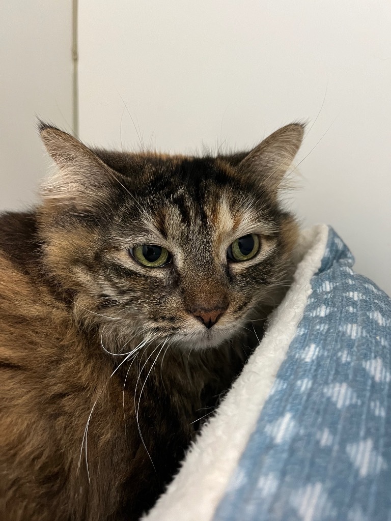 Fluffy, an adoptable Himalayan in Neosho, MO, 64850 | Photo Image 1