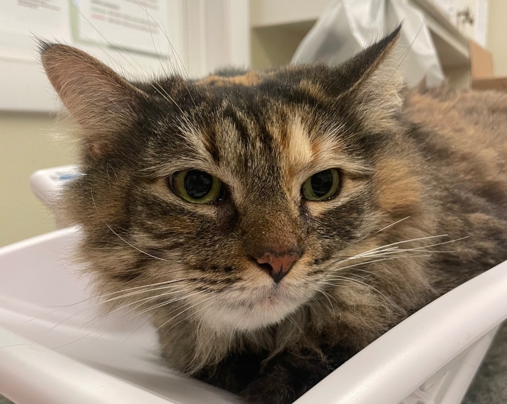 Fluffy, an adoptable Himalayan in Neosho, MO, 64850 | Photo Image 2