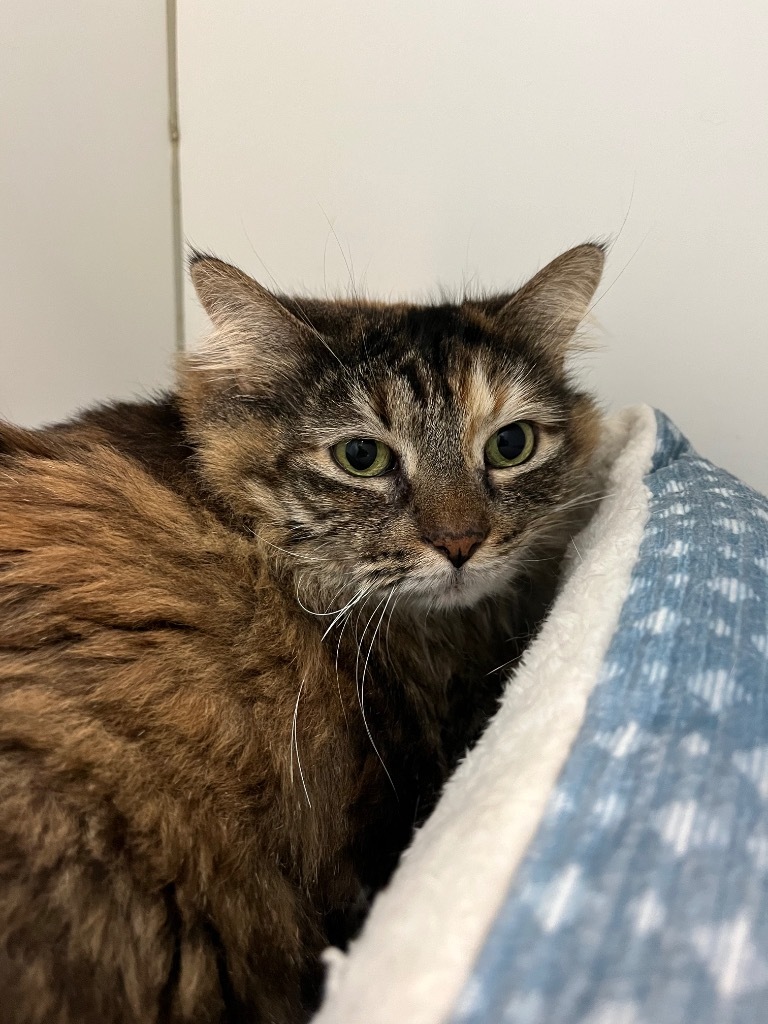 Fluffy, an adoptable Himalayan in Neosho, MO, 64850 | Photo Image 3